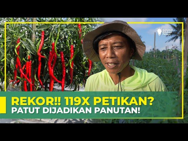 LUAR BIASA ‼ ILMU DAN PENGALAMAN JELAS TERBUKTI | BUDIDAYA CMK TAVI PAK SLAMET | PART 2