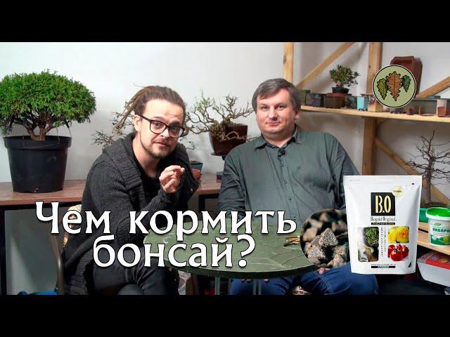 Зачем нужны удобрения деревьям бонсай? / Чем кормить бонсай? @Studio.Bonsai