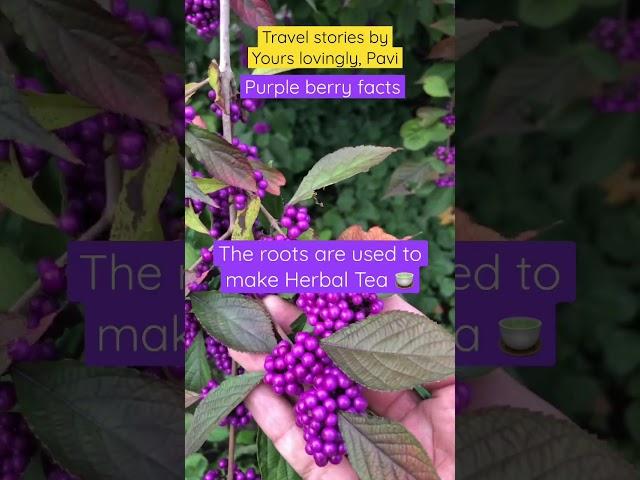 Fascinating Facts About the Rare Purple Berry