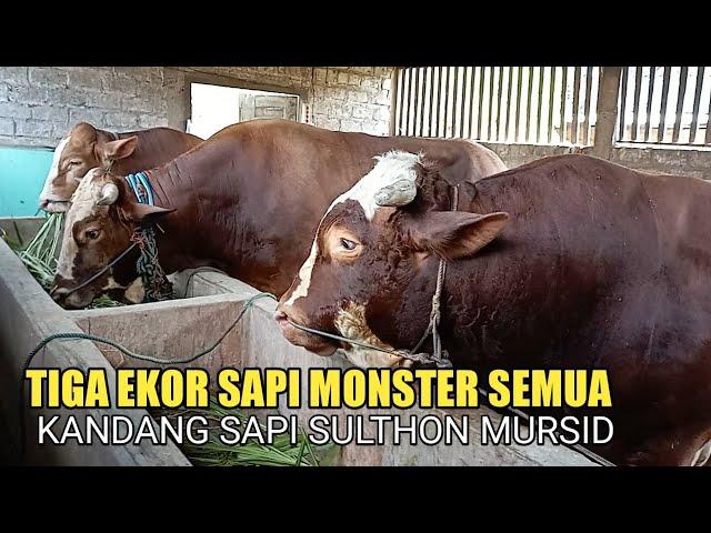 SAPINYA MONSTER SEMUA || KANDANG SAPI SULTHON MURSID