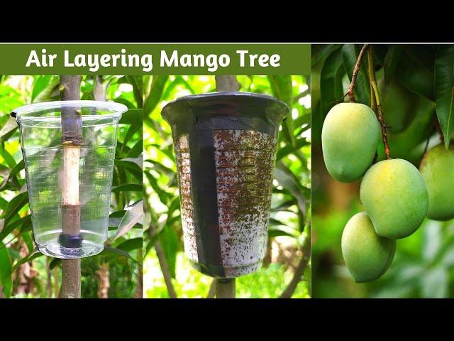 How to Air Layering Mango tree  Easy method to grow mango tree from cutting