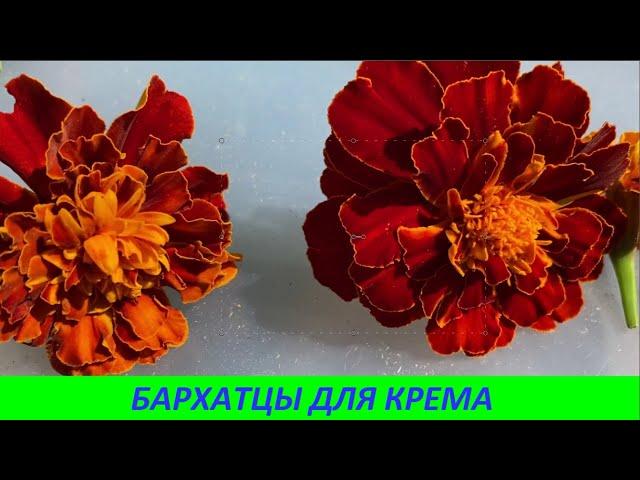 БАРХАТЦЫ ДЛЯ КРЕМА № 97