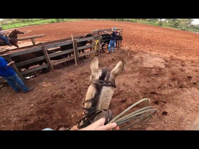 Team Roping - Go Pro Hero 10