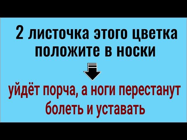 Ноги сразу перестанут болеть и уставать. Положите в носки 2 листочка этого цветка