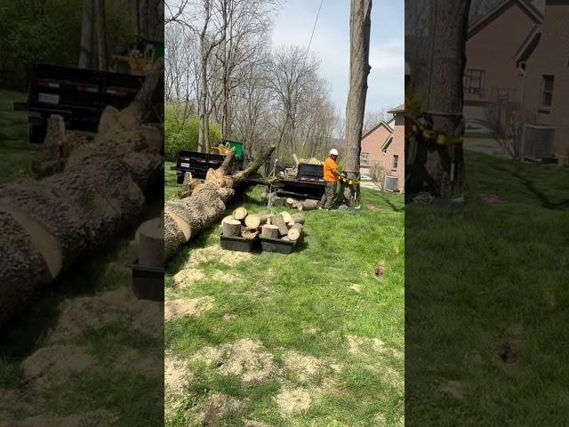 Simple machines #treelife