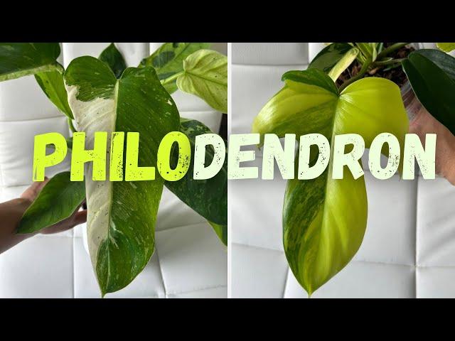 My Entire Philodendron Collection| 12 Varieties