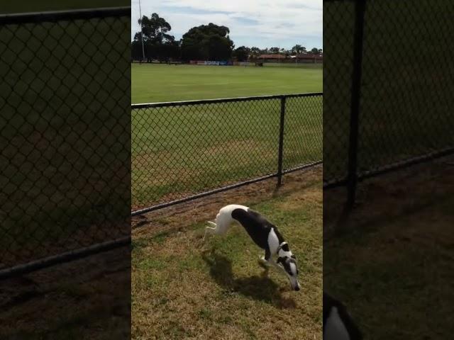 Dogs jumping over fences  #Shorts