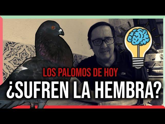 Los Palomos de Hoy ️️ | ¿ SUFREN LA HEMBRA ? ️️️‍