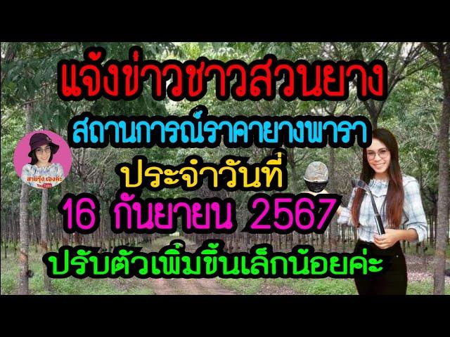 แจ้งข่าวชาวสวนยาง ราคายางพาราประจำวันที่ 16 กันยายน 2567