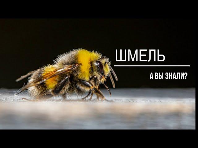 Шмель. Интересные факты.