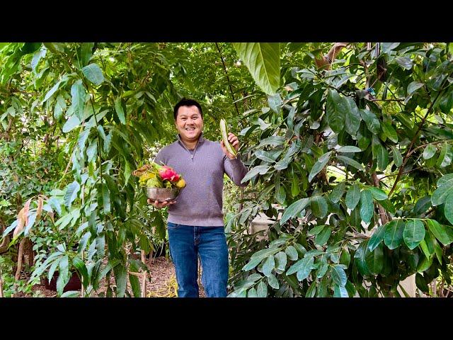 Winter Harvest of Tropical Fruits in California's Central Valley