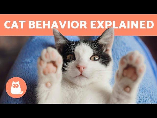 Cat Behavior Explained - KITTENS and ADULT CATS