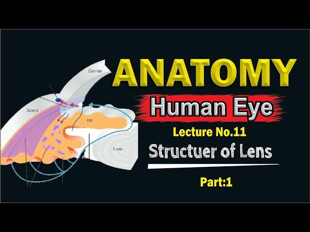 Aqueous Humor - Production, Circulation & Drainage | part 1