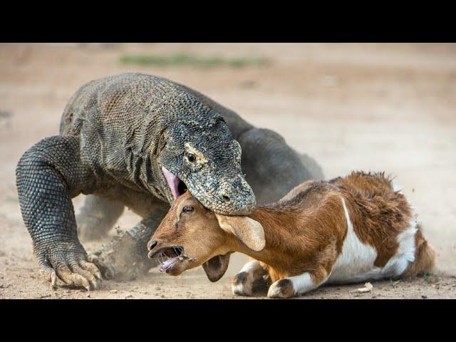 Komodo dragon eating goat alive