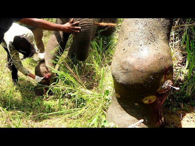 Heart wrenching! Treating poor Elephant suffering with agonizing abscess in the leg