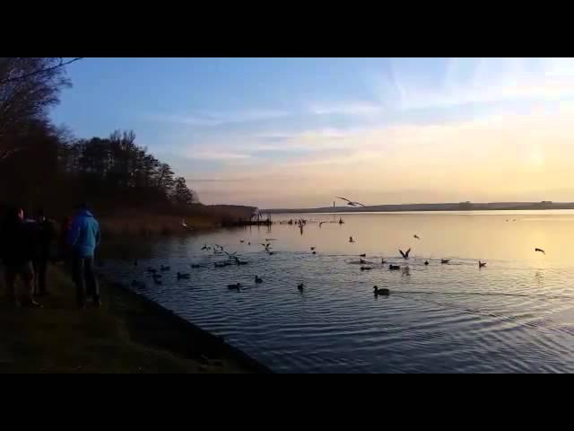 Vogel am Rangsdorfer See 13.02.2016