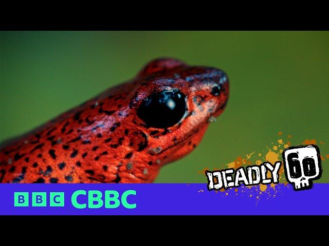 Poison Dart Frog Deadly Facts ️ | Deadly 60 | CBBC