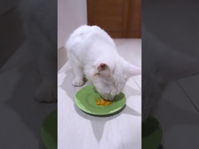 Kuning Telur Untuk Kucing, Boleh Setiap Hari?