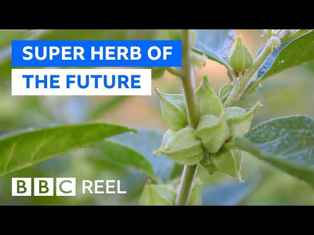 Is ashwagandha the new super herb?