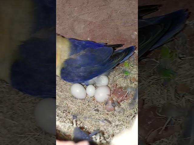 Love bird pair with new born baby