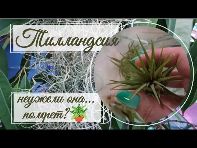 Тилландсия погибает?  Или будет жить?