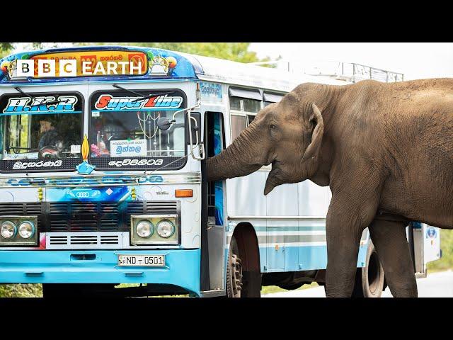 Cheeky Elephant Stops Traffic for Treats | Asia | BBC Earth