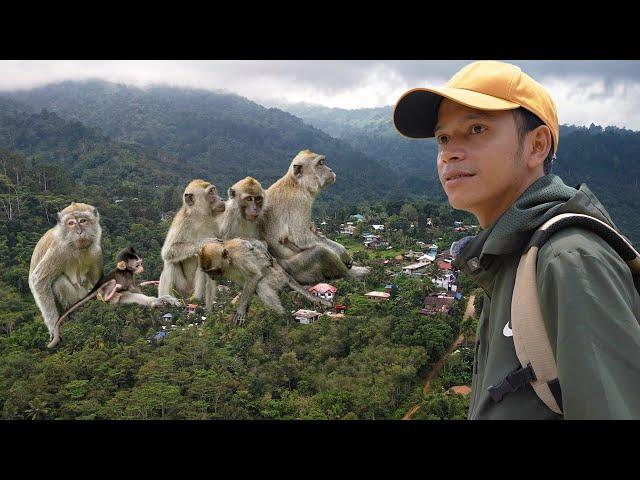 Crowds of WILD MONKEYS Choose to Live with HUMANS Rather than JUNGLE