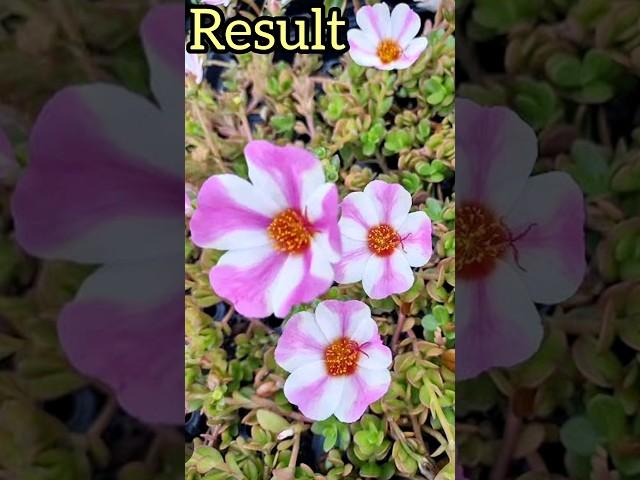 grafting of portulaca 100% real | #shorts #portulaca