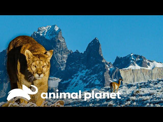 Los Andes: Uniendo dos mundos extremos | Misterios de Nuestro Planeta | Animal Planet