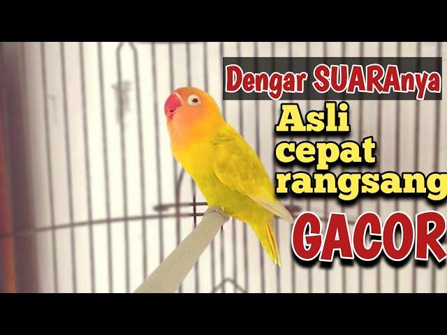 LOVEBIRD BETINA FIGHTER MEMANGGIL LAWAN LANJUT NGETIK NGEKEK PANJANG, MASTERAN PANCING EMOSI BUNYI