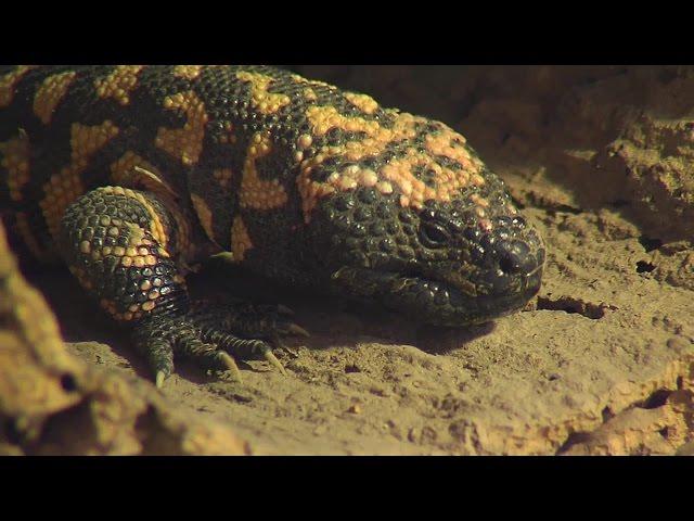 Reptilienauffangstation - Tierschutz in München