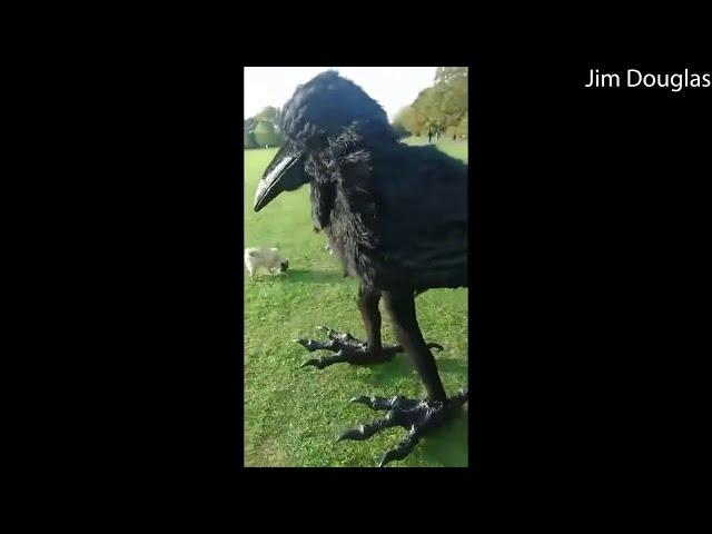 Life Sized Crow Costume || ViralHog