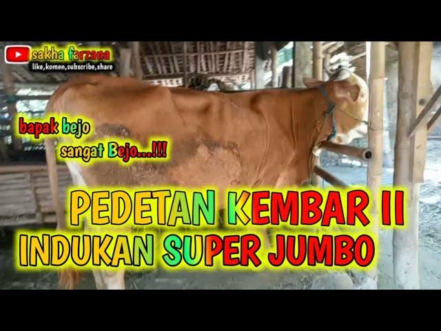 PEDETAN KEMBAR II MILIK BAPAK BEJO