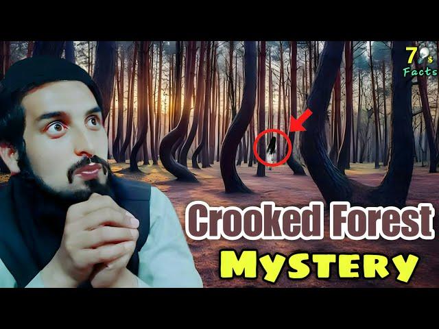 Crooked Forest Poland Mystery ||  The Unexplained Mystery of the Crooked Forest A Natural Enigma