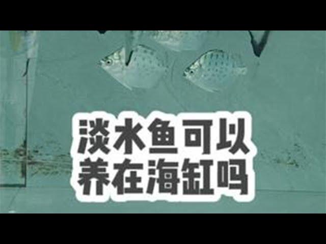 淡水鱼能养在海缸里吗？买来7条鱼试水，结果第二天…… #养鱼日记 #海缸 #海水鱼 #观赏鱼 #汽水鱼