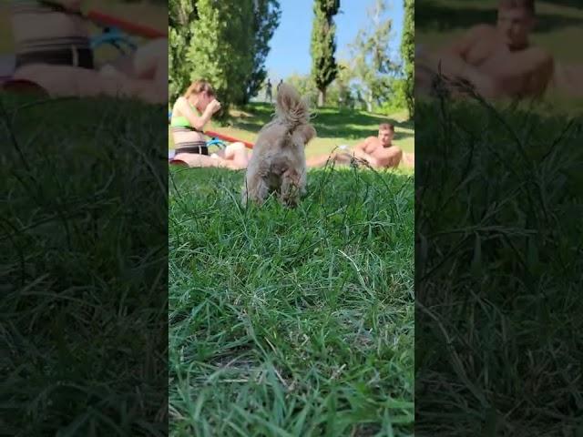 #МАЛЬТИПУ О БОЖЕ ТАКОЕ СДЕЛАЛ... #maltipoo puppy. maltipoo dog. maltipoo training.