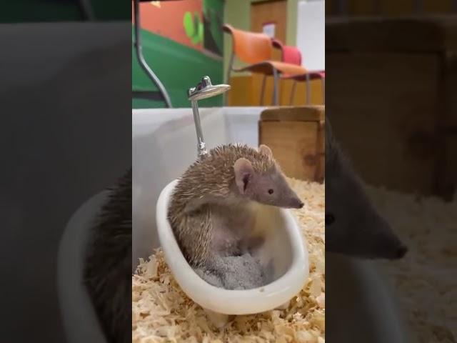 Tenrec in a Tub #tenrec #cuteanimals #cuteanimalshorts #cuteanimalvideos