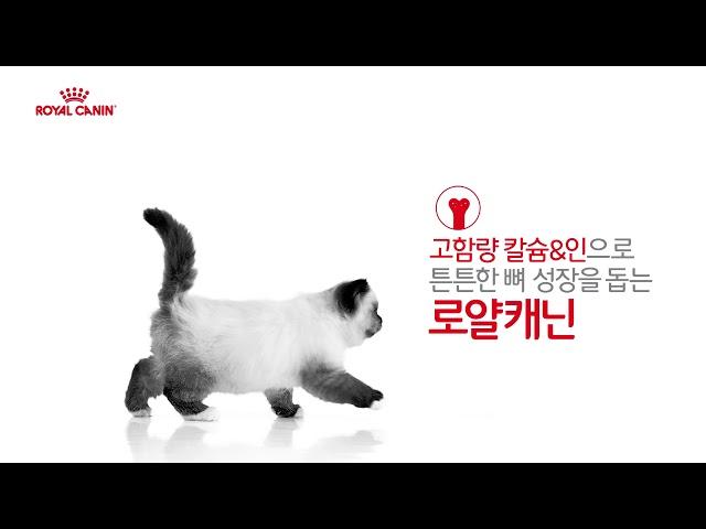 로얄캐닌 건강한시작 2차 광고 30초 - 키튼