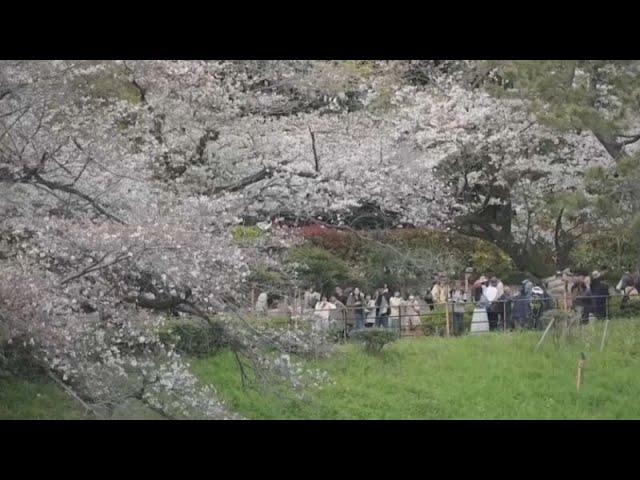 Жители Японии и туристы дождались цветения сакуры