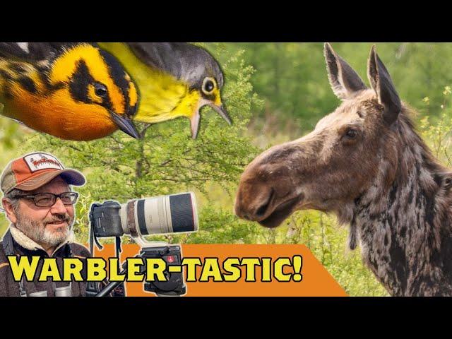 Warbler Wednesdays! Bonus MOOSE! Sax-Zim Bog Minnesota Virtually Live 55 S5E10