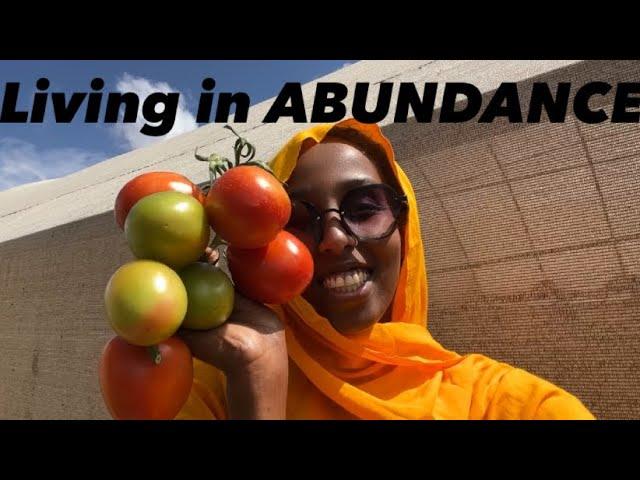 GREENHOUSE TOMATO HARVEST HARGEISA SOMALILAND 2024