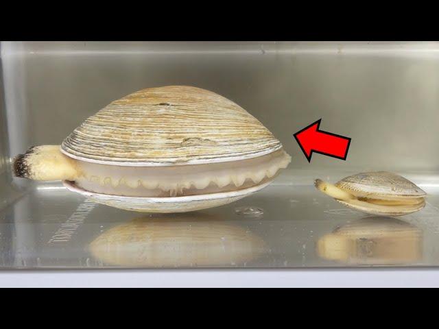 Where do seashells come from? ｜Purple Butter Clam Dissection