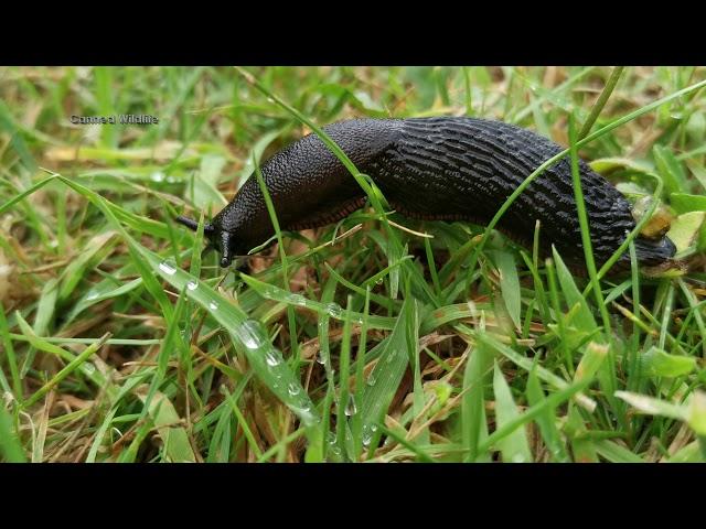 A Speedy Black Slug