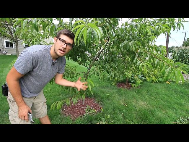 Benefits of Summer Pruning Peaches