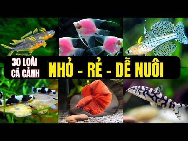 TOP 30 Dòng Cá Cảnh Nhỏ Rẻ Tiền Dễ Nuôi Cho NGƯỜI MỚI | Các Loài Cá Thủy Sinh Đẹp Dễ Chăm