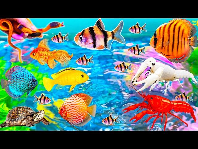 Colorful Surprise Eggs, Duck, Ducklings, Lobster, Snake, Koi Fish, Frog, Butterfly Fish, Goldfish