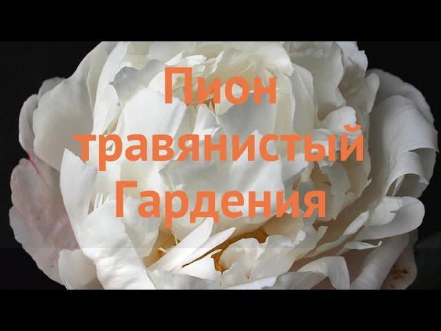 Пион травянистый Гардения (paeonia)  пион Гардения обзор: как сажать луковицы пиона Гардения