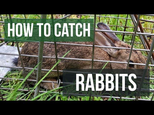 How to Catch a Rabbit with a Live Animal Trap