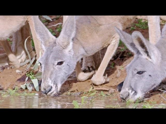 "Desert Wetlands: Pulse of the Outback" - Trailer for 2019 WCFF