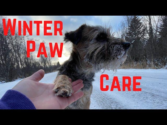 Should You Use Paw Wax or Booties? | How to Care for Dog Paws While Winter Hiking